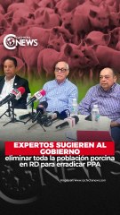 Expertos sugieren al Gobierno eliminar toda la población porcina en RD para erradicar PPA
