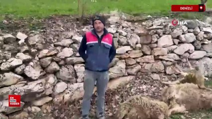 Denizli'de aç kalan kurtlar 22 kurbanlık kuzuyu telef etti