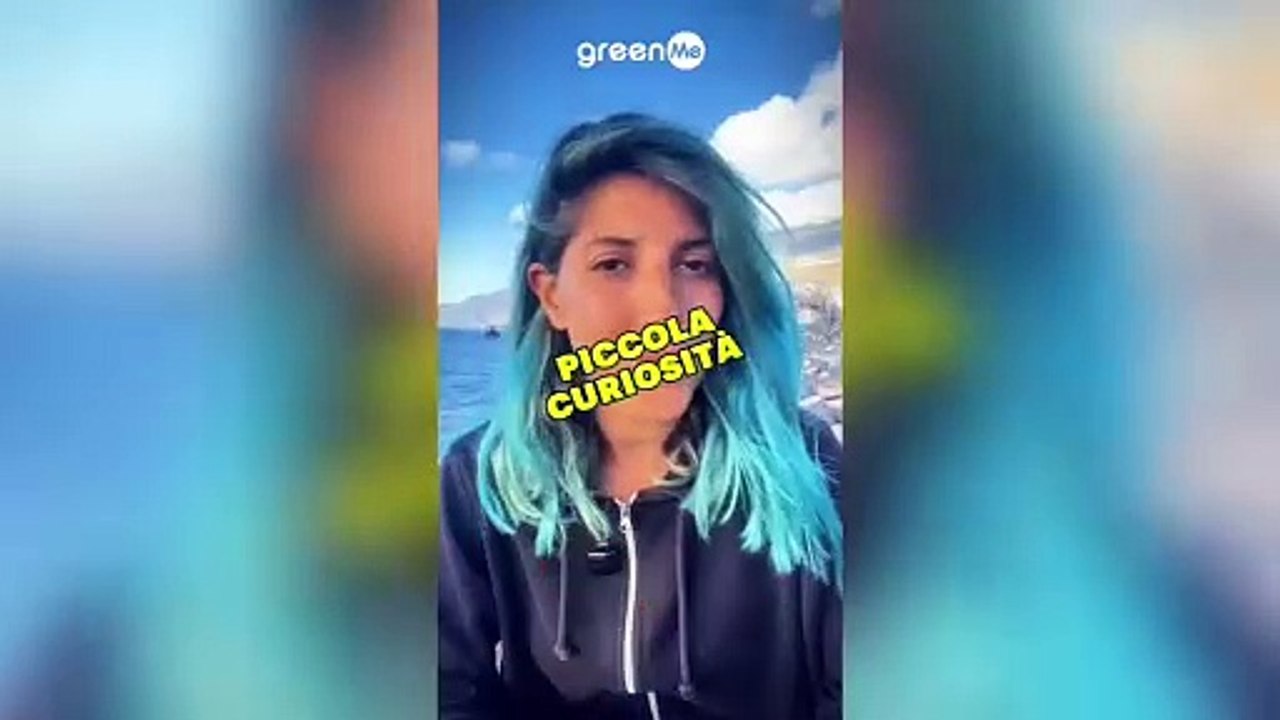 Meduse? No! Sono tornate le Velelle