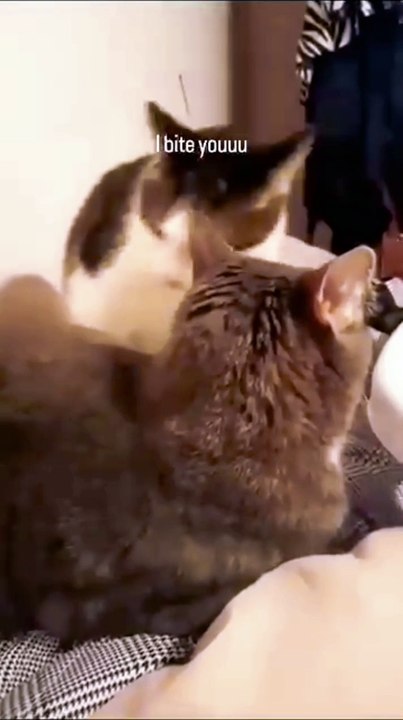 I bite you