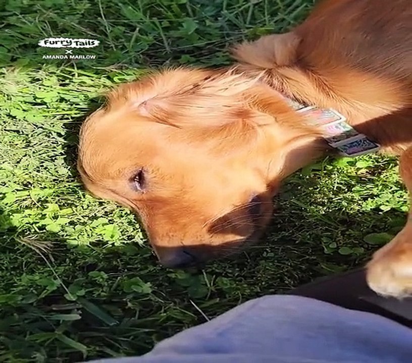 Lach dich schlapp mit Lustige Pfoten Ч. 48