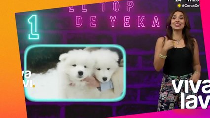 Estos son los perros más caros en el mundo
