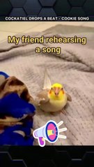 My friend rehearsing for a music show