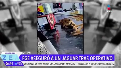 La Fiscalía de Puebla rescata a un jaguar durante un operativo