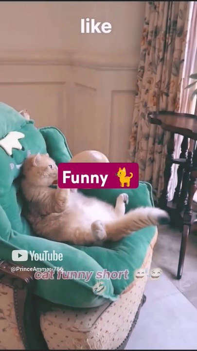 funny cat
