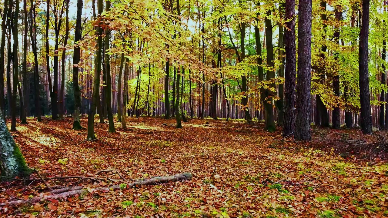 Tree Service in Chamblee GA | Trimming & Removal Pros