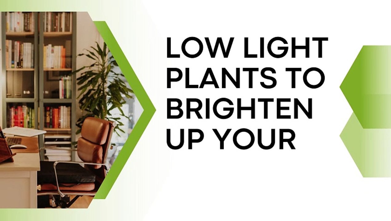 Low Light Plants to Brighten Up Your Office