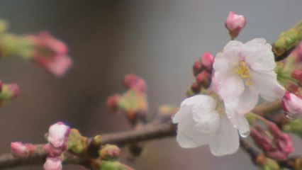[날씨] 전국 비 소식...서울 하나둘씩 피기 시작한 벚꽃 / YTN