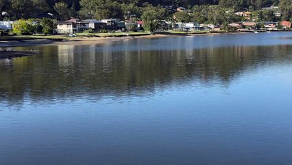 Mullet Migration on Woronora River 🐟