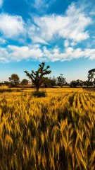 Village morning view