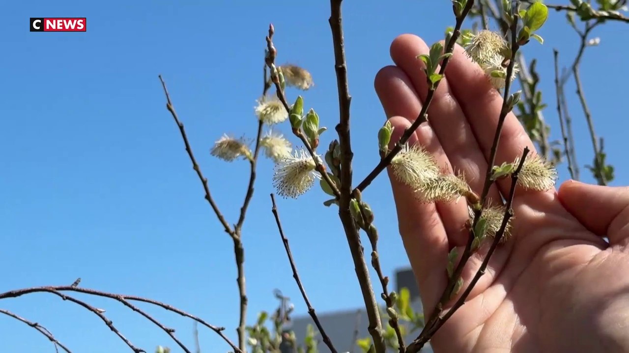 Les allergies au pollen, un fléau qui touche un Français sur trois