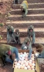 Entertainment#Videos funny#shortmove#shortviral#munky#s