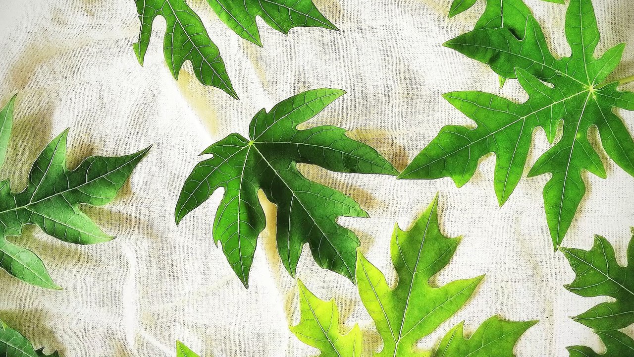 Health Benefits of Papaya Leaves A Natural Remedy for Wellness