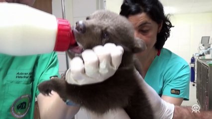 Orman işçilerinin bulduğu yavru ayı 'Bulut'a özel bakım