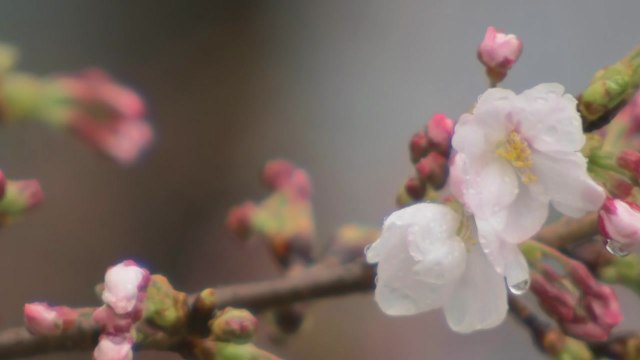 [날씨] 전국에 단비...바람 강하게 불며 쌀쌀한 주말 / YTN