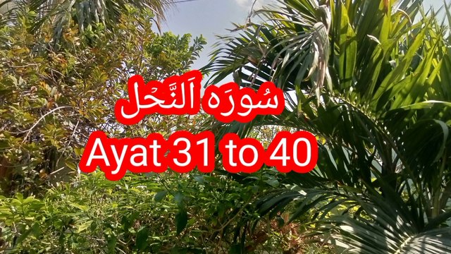 Surah An Nahl | Quran Surah 16 | Tilawat Quran pak | Quran recitation | Quran verses |