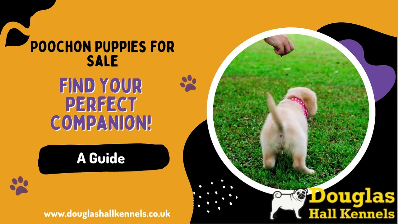 Cute & Cuddly Poochon Puppies for Sale | Reserve Yours Now!