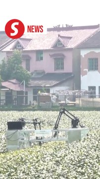 AI tea-pickers debut in China's Hangzhou to assist with tea harvest