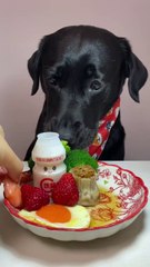 My Hungry Dogs eating mukbang Food challenge