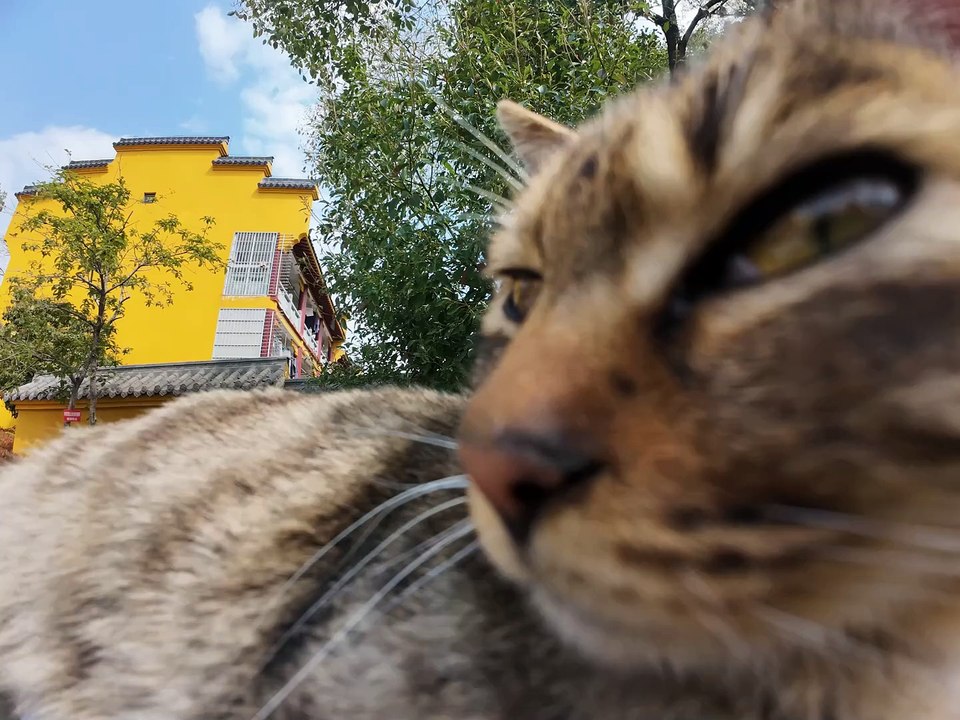 Sleeping Champion Cat Target Characteristics