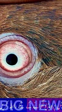 Subscribe Our YouTube Channel For Complete Videos youtube.com/@PakistanPigeonAssociation