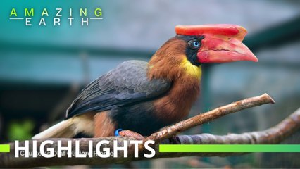Amazing Earth: Discover the Philippine rufous hornbill at the Biodome!