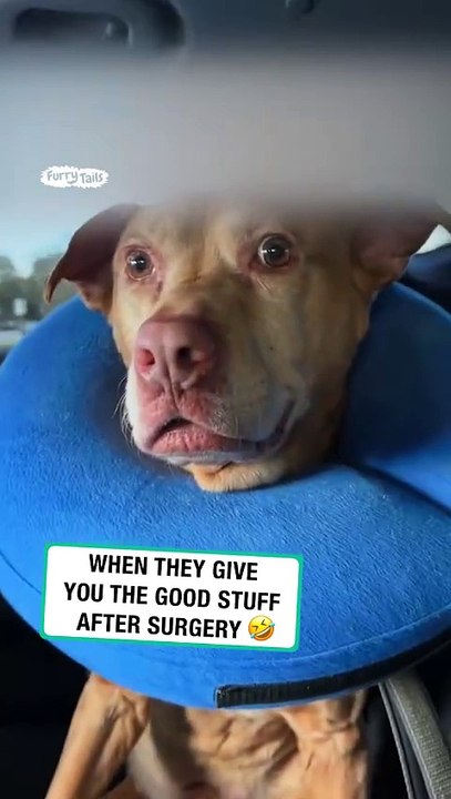 When they give you the good stuff after surgery 🐶