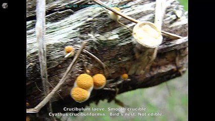 Crucibulum laeve. Champimaginatis. English Text