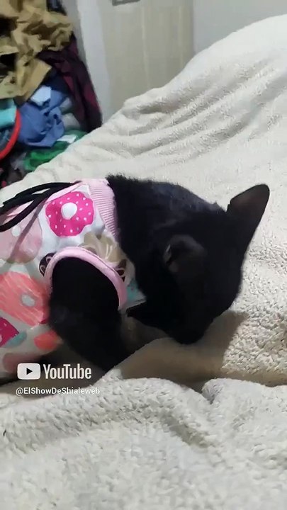 La gata bombay se está comiendo las uñas Yo pensé que yo era el único animales y mascotas felino