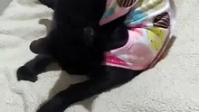 La gata bombay ya está mejor se está recuperando satisfactoriamente después de su cirugía animales