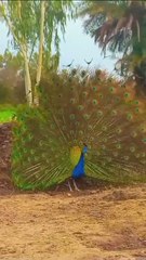 Dancing peacock