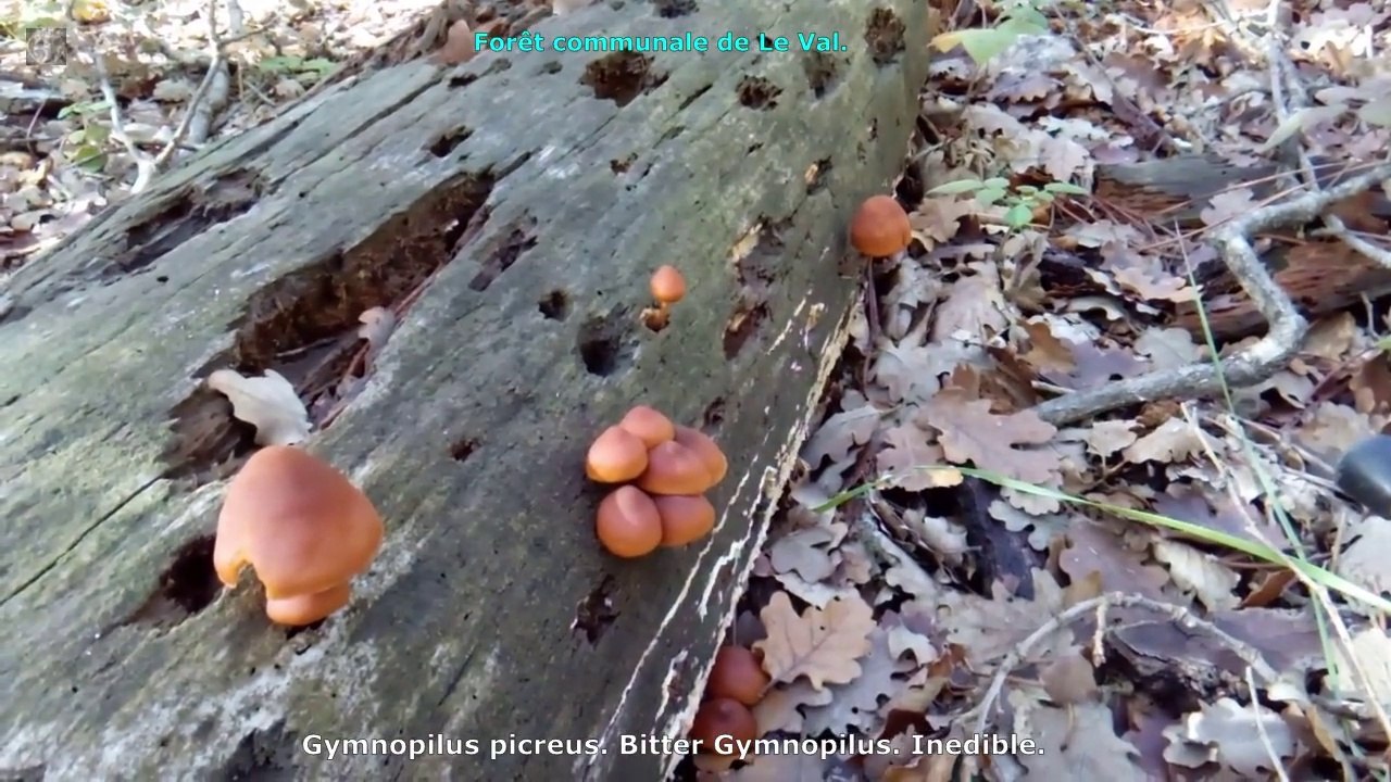 Gymnopilus picreus. Champimaginatis. English Text