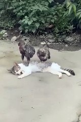 cute animals 😼🐓cute pets #cuteanimals #pets #viralvideo