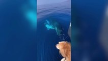 Watch: Dog’s barking sparks heartwarming whale encounter off Hawaii coast