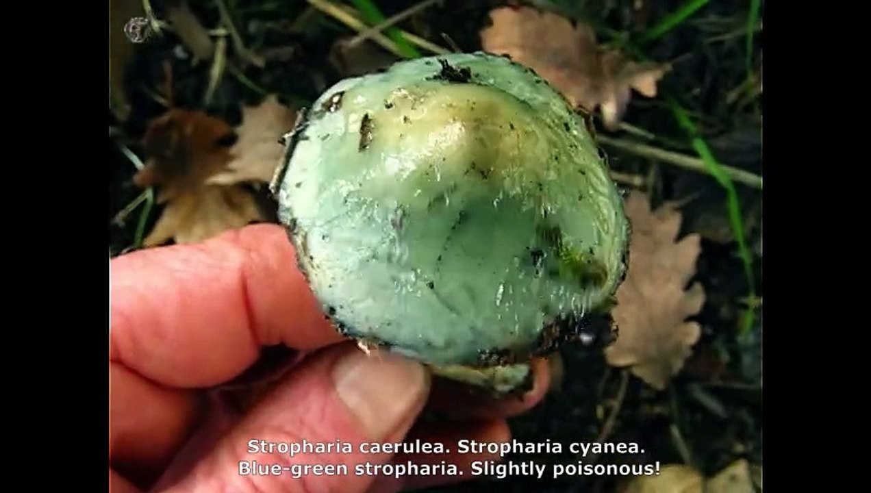 Stropharia caerulea. Champimaginatis. English Text