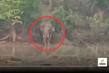 गांव में विचरण कर रहा हाथी