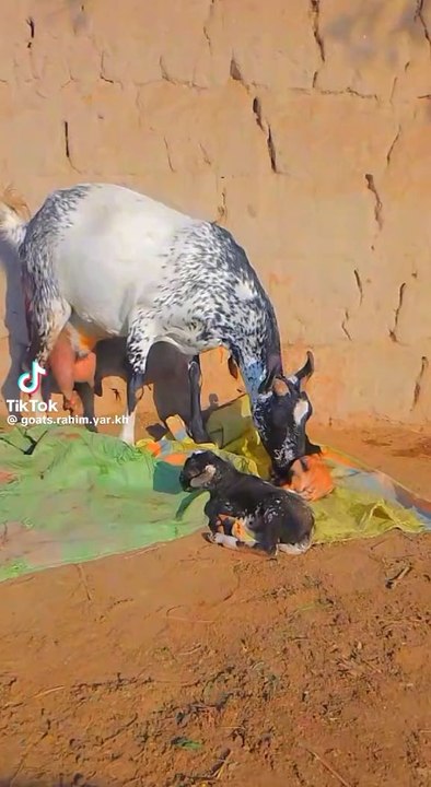 beautiful goat
