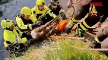Milano, capriolo intrappolato nel Naviglio Grande: salvato dai vigili del fuoco e rimesso in libertà