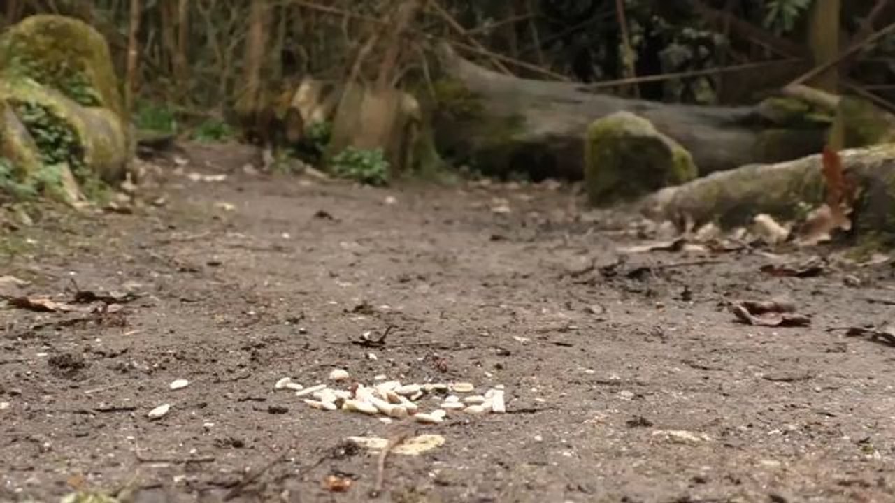 Videos für Katzen Zum Spielen : Vögel und Eichhörnchen