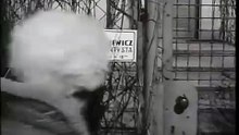 [ PIERWSZY POLSKI SERIAL ] Barbara i Jan  (1965) - odc. 7 - Traczykówna, Kobuszewski, Pawlikowski