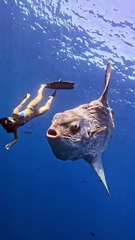 Faccia a faccia con il gigante degli abissi il video mozzafiato del pesce luna a Cabo San Lucas