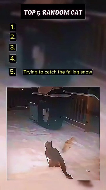 Random Funny Cat Video