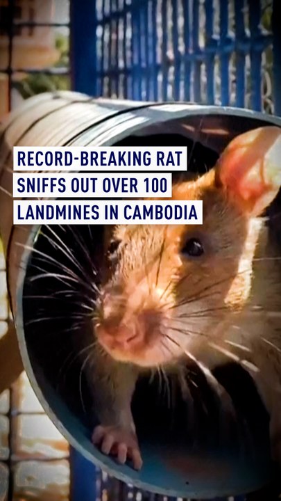 Record-breaking rat sniffs out over 100 landmines in Cambodia