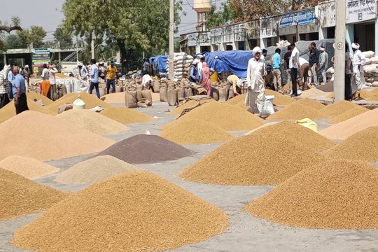 मण्डी में चना- सरसों की बम्पर आवक, समर्थन मूल्य की नहीं आई गाइडलाइन