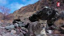 L'incroyable léopard des neiges