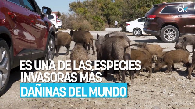 Estamos muy acostumbrados a verlo, pero este animal es una de las especies invasoras más dañinas del mundo