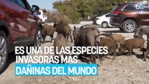 Estamos muy acostumbrados a verlo, pero este animal es una de las especies invasoras más dañinas del mundo