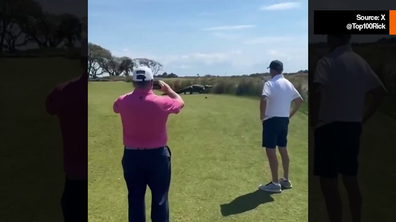 “Dinosaurus” alligaattori nähtiin kävelemässä golfkentällä Yhdysvalloissa – video leviää viraalina