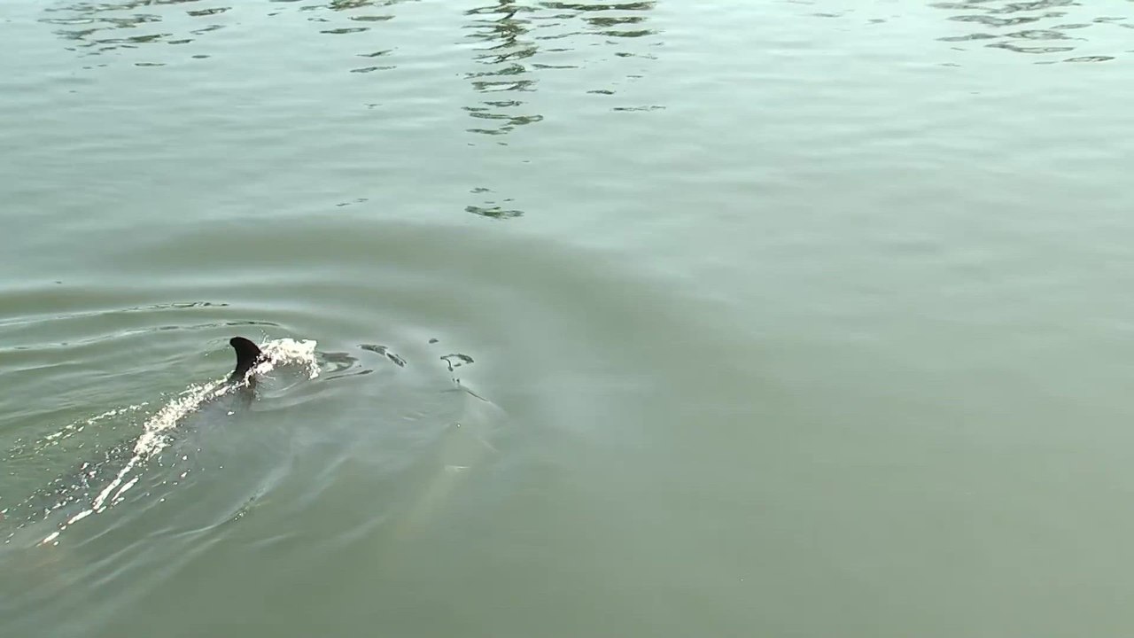 Minke whale spotted in Long Beach harbor draws crowds