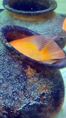 मछली जल की रानी है जीवन उसका पानी है